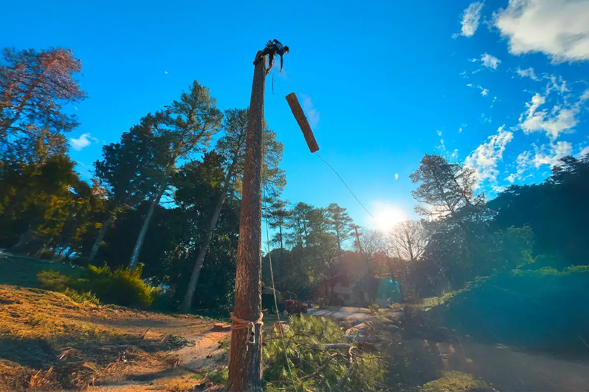 Service tree removal 1